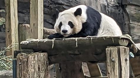 when are the atlanta pandas returning to china